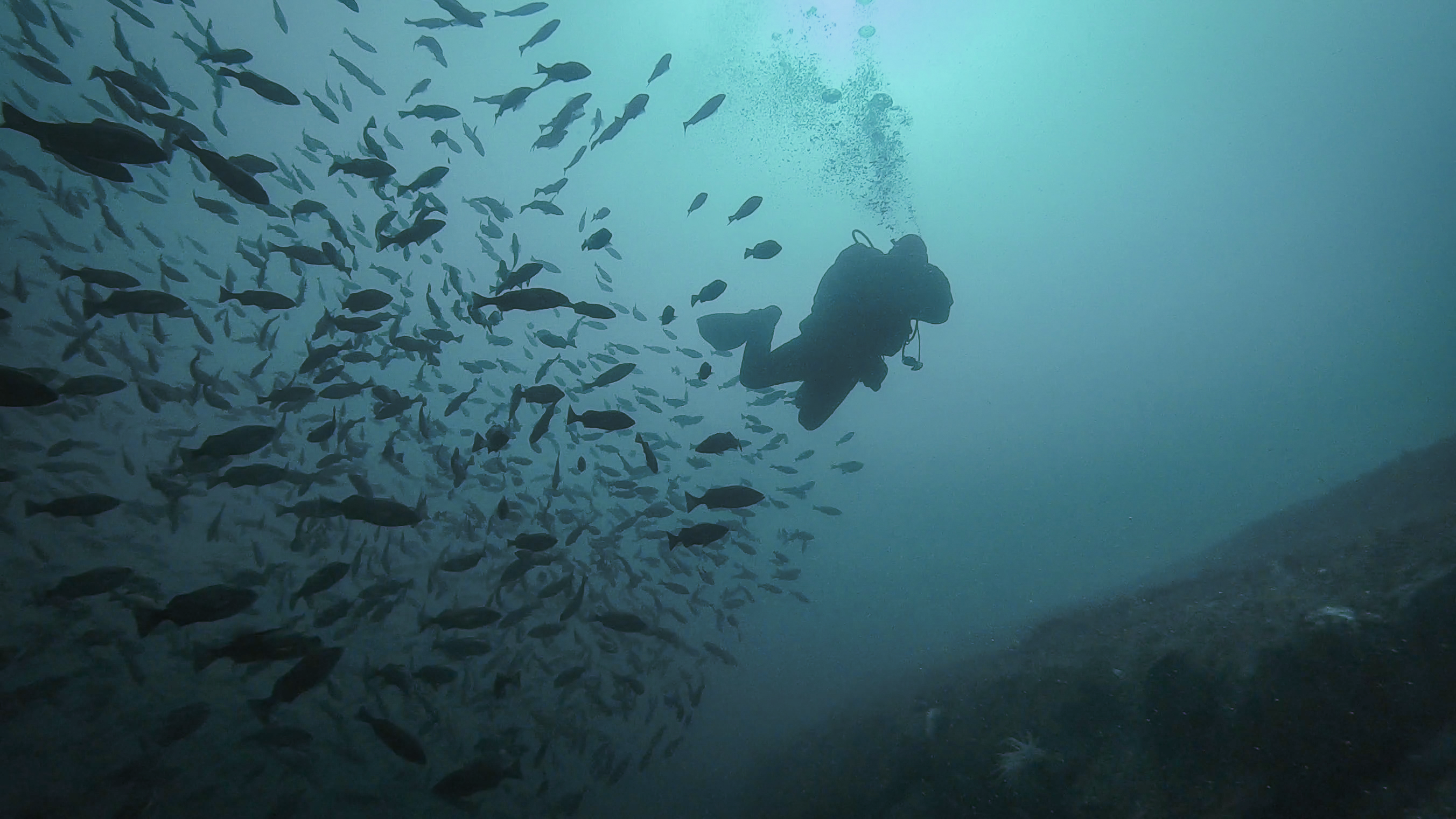 A scuba diver in British Columbia in a big school of rockfish. 